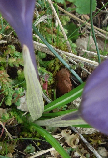 Crocus neapolitanus